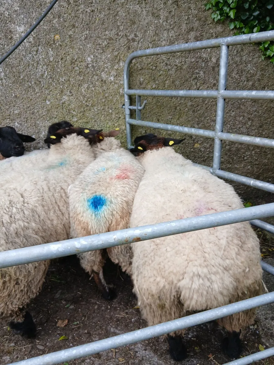 Sheep - Image 3