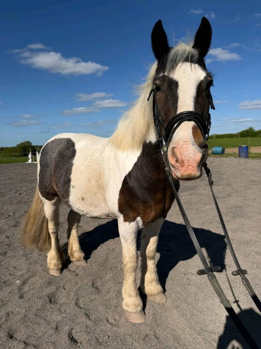 12 year old 13.2 Cob Gelding - Image 1