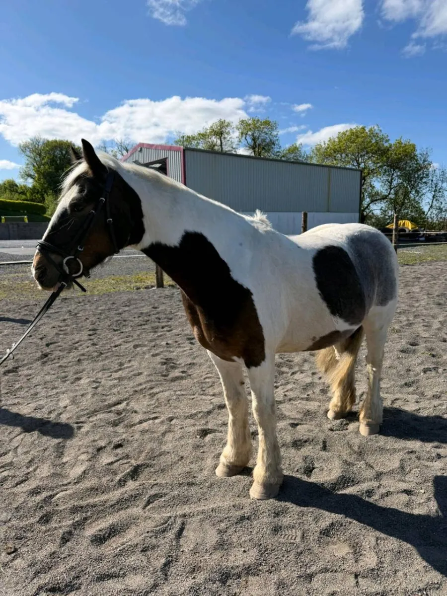 12 year old 13.2 Cob Gelding - Image 2