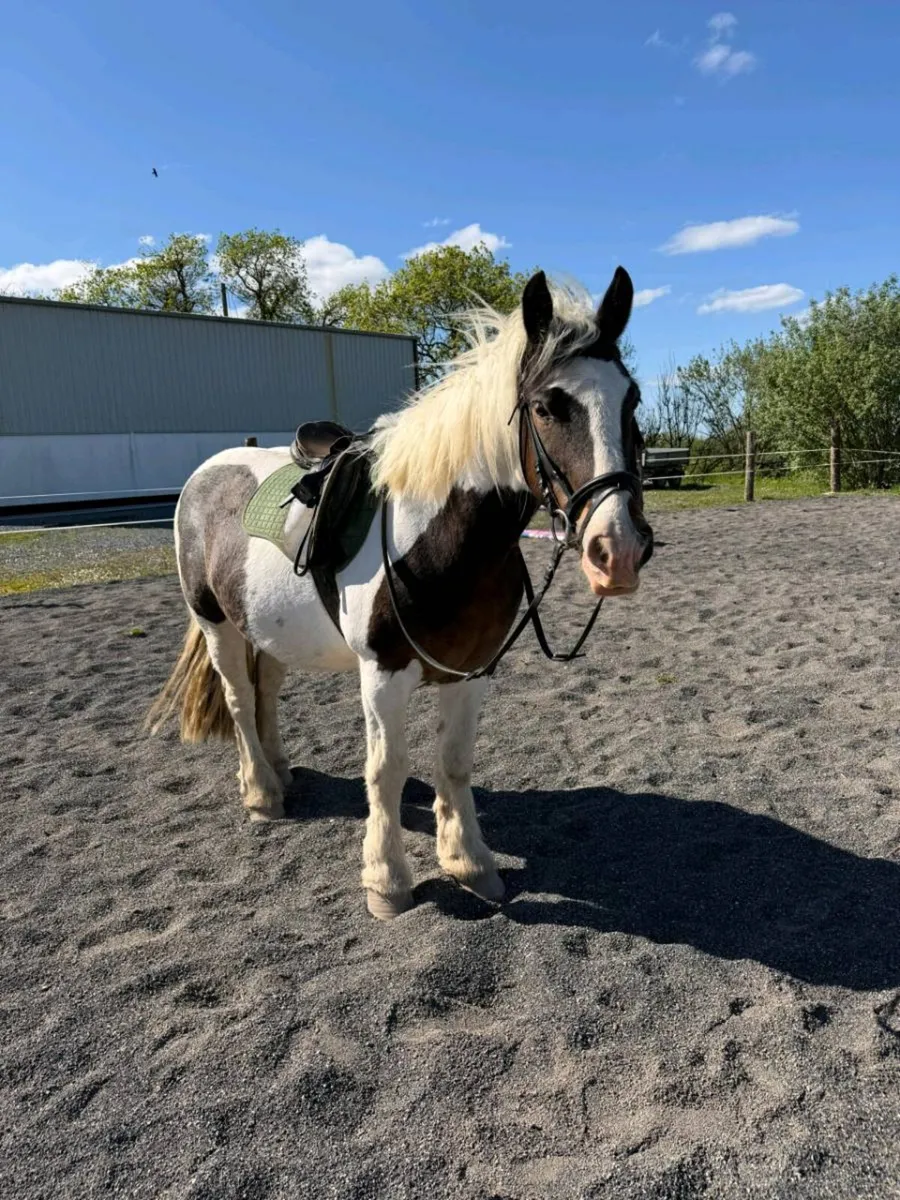 12 year old 13.2 Cob Gelding - Image 3