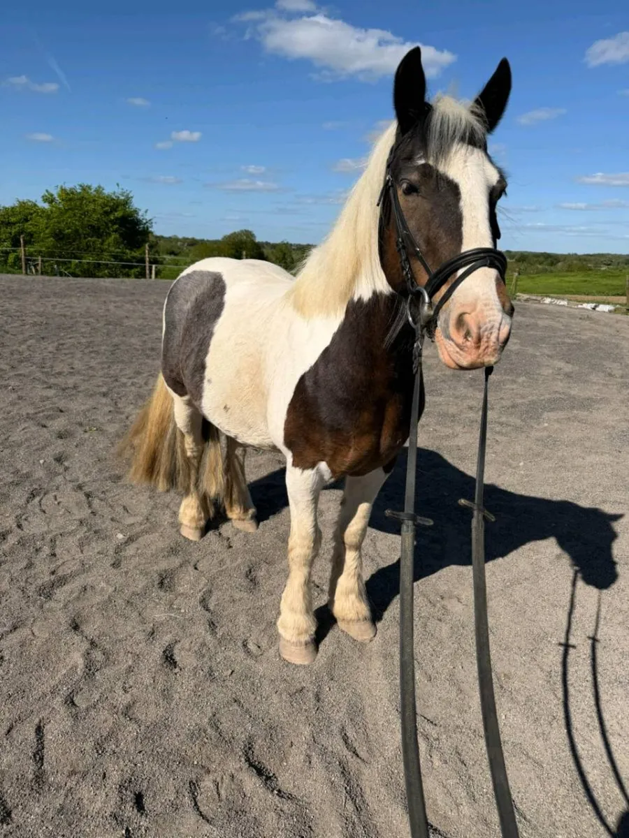 12 year old 13.2 Cob Gelding - Image 4