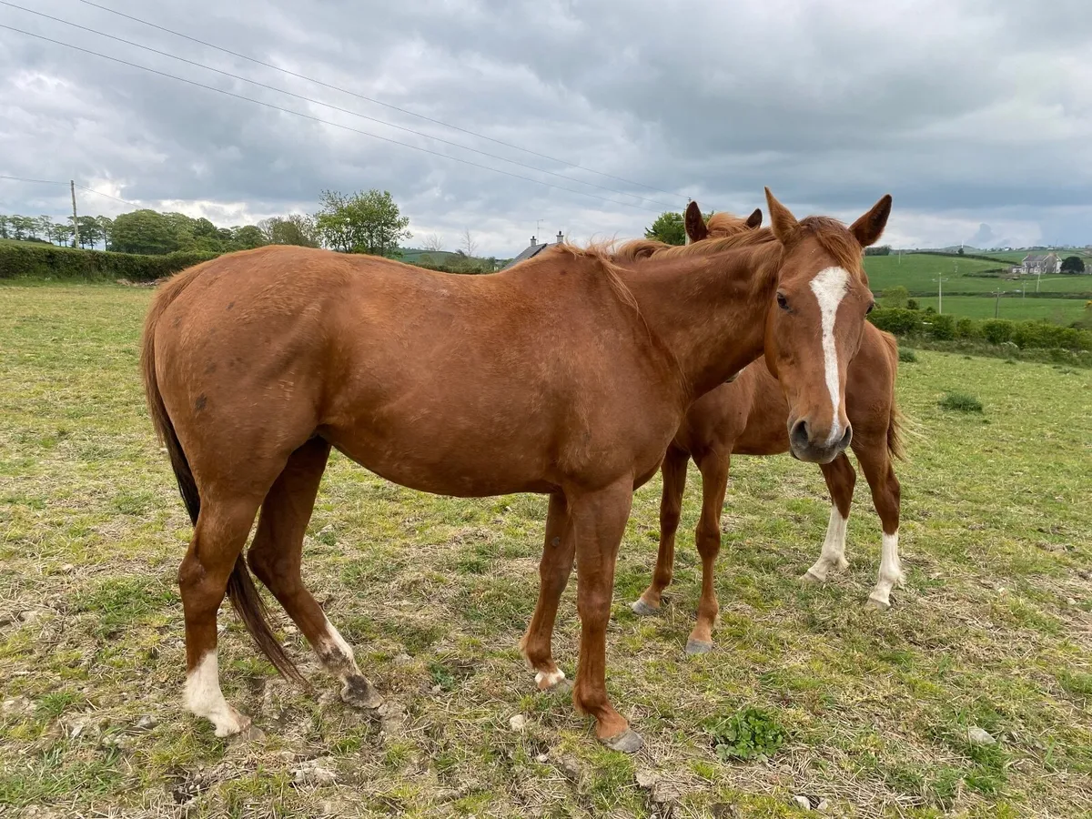 Horse TB CHESTNUT WINNING MARE FOR SALE - Image 2