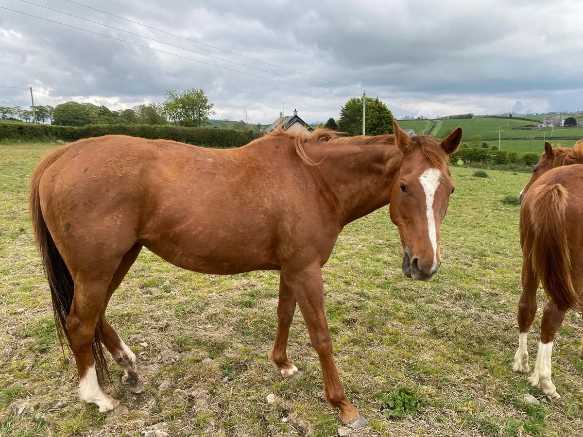Horse TB CHESTNUT WINNING MARE FOR SALE - Image 4