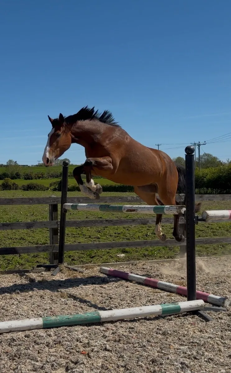 Flashy 3yo Gelding - Image 3