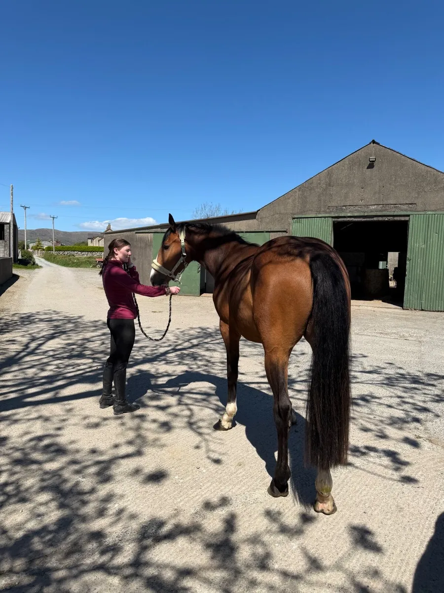Flashy 3yo Gelding - Image 4