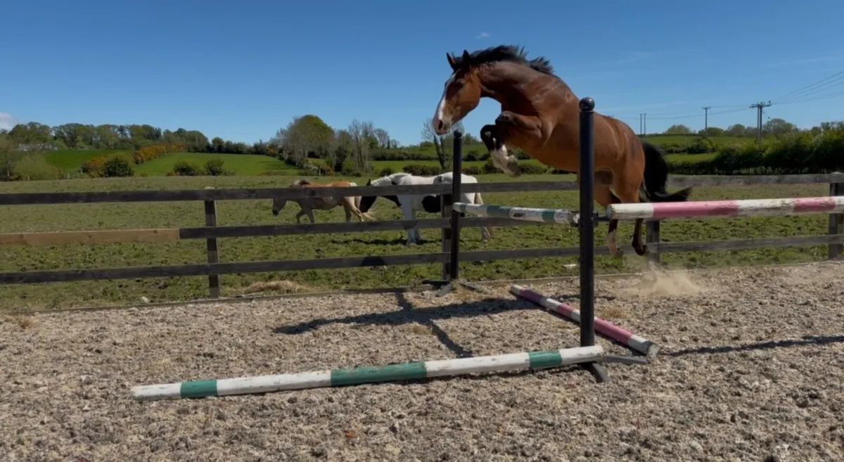 Flashy 3yo Gelding - Image 1
