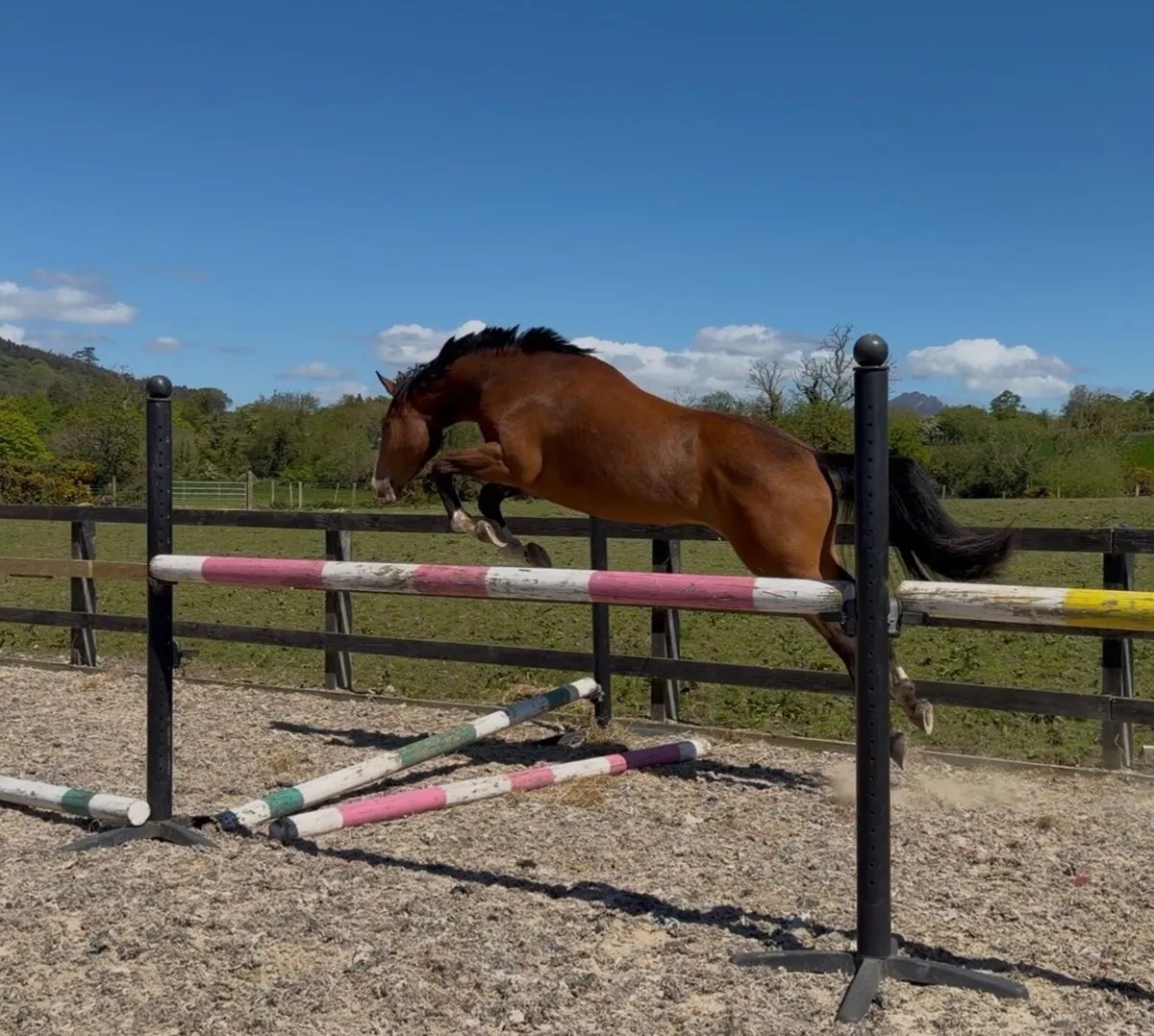 Flashy 3yo Gelding - Image 2
