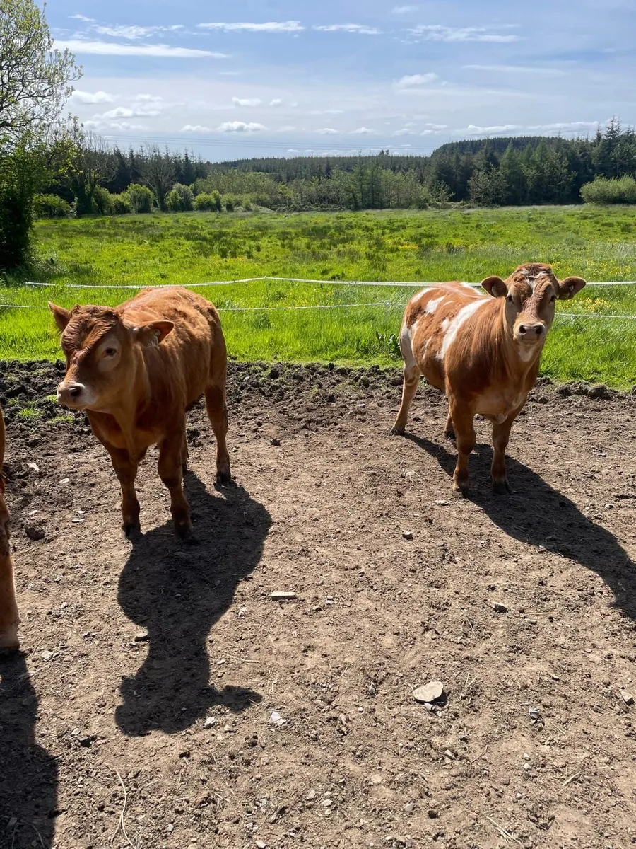 2 limousin organic bullocks for sale. - Image 1