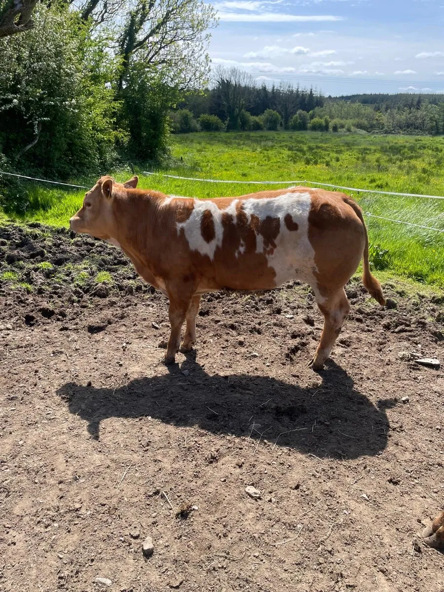 2 limousin organic bullocks for sale. - Image 3
