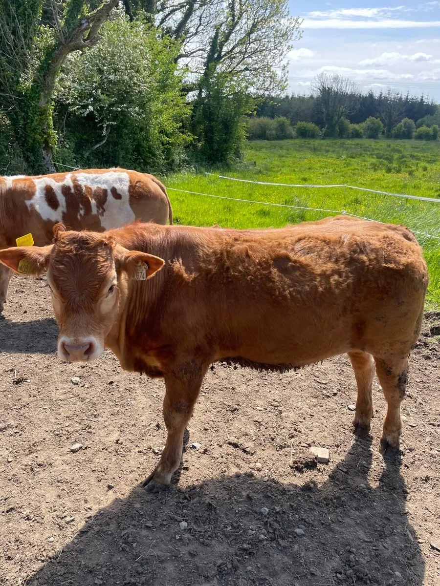 2 limousin organic bullocks for sale. - Image 2