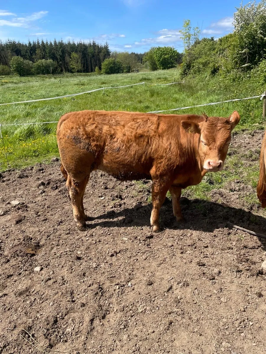 2 limousin organic bullocks for sale. - Image 4