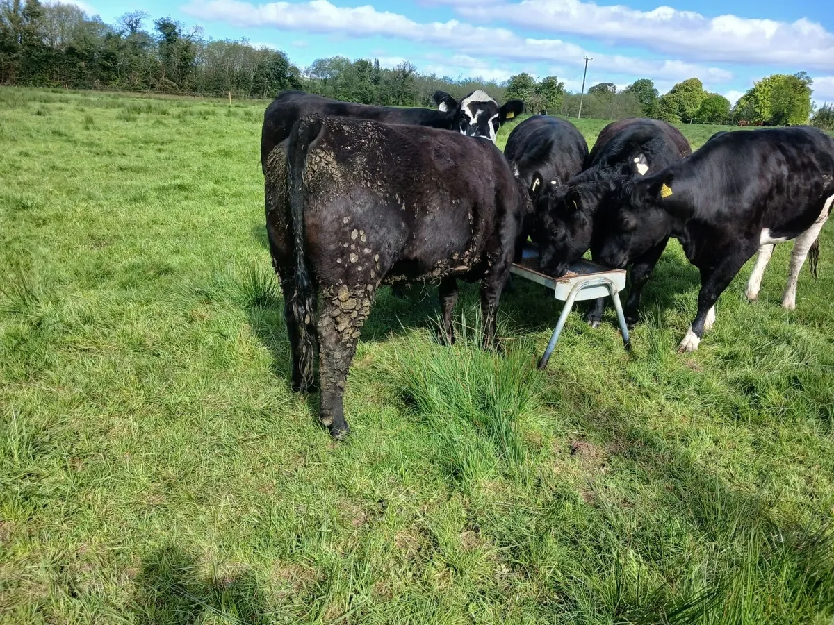 Organic heifers - Image 2