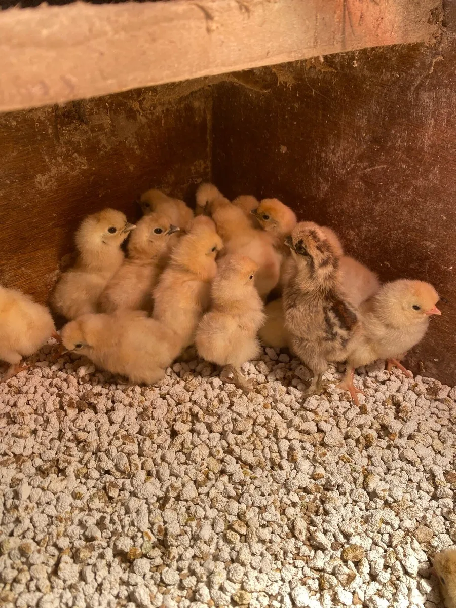 Day old silky chicks/Hatching eggs - Image 1