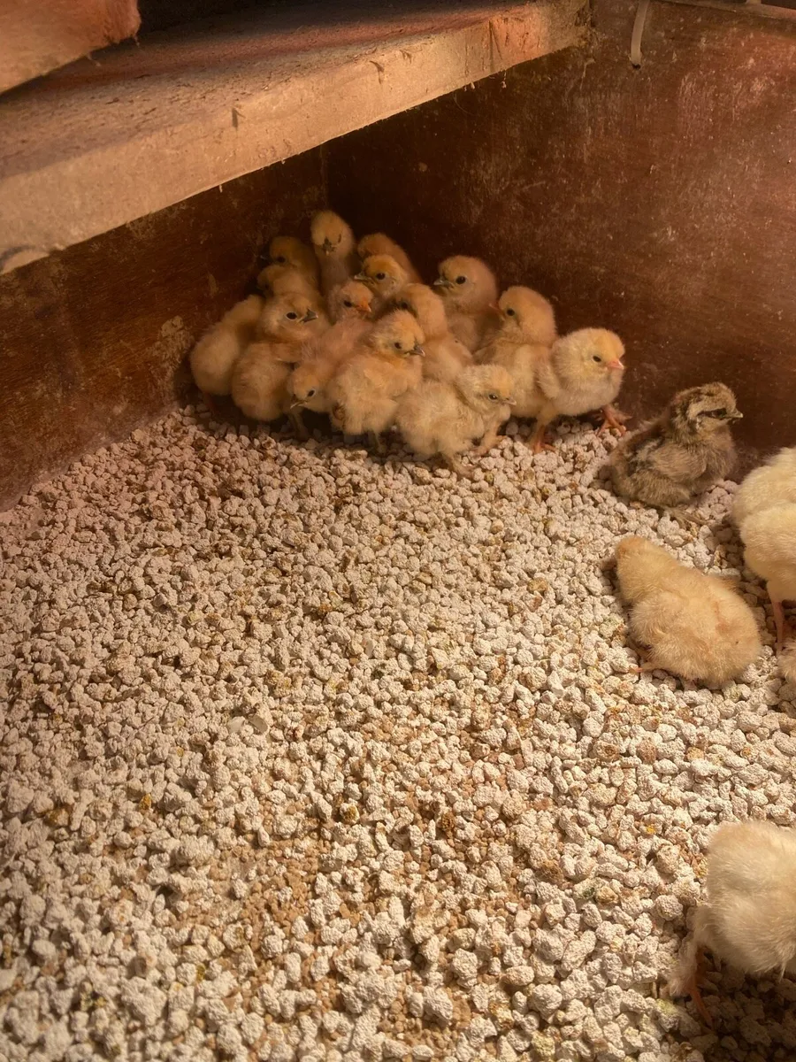 Day old silky chicks/Hatching eggs - Image 2