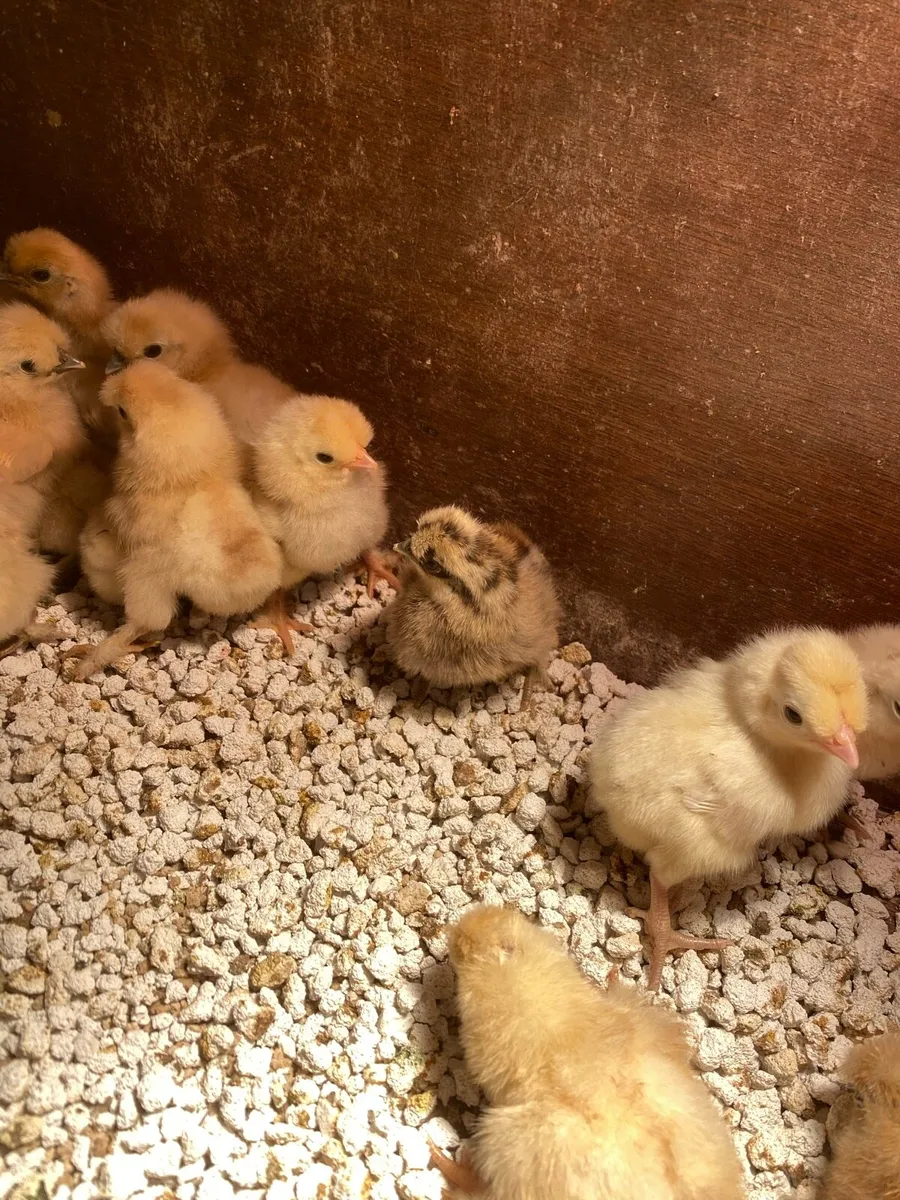 Day old silky chicks/Hatching eggs - Image 3