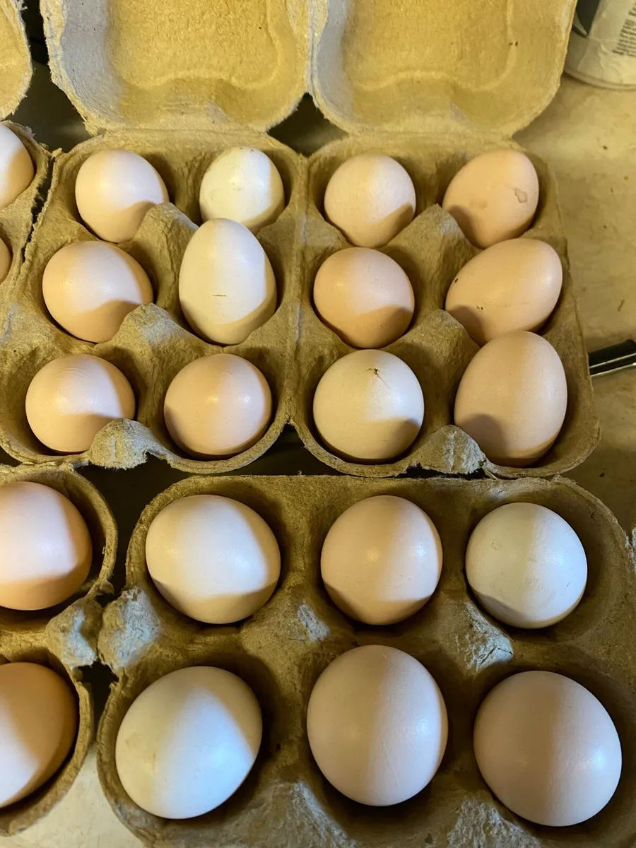 Day old silky chicks/Hatching eggs - Image 4
