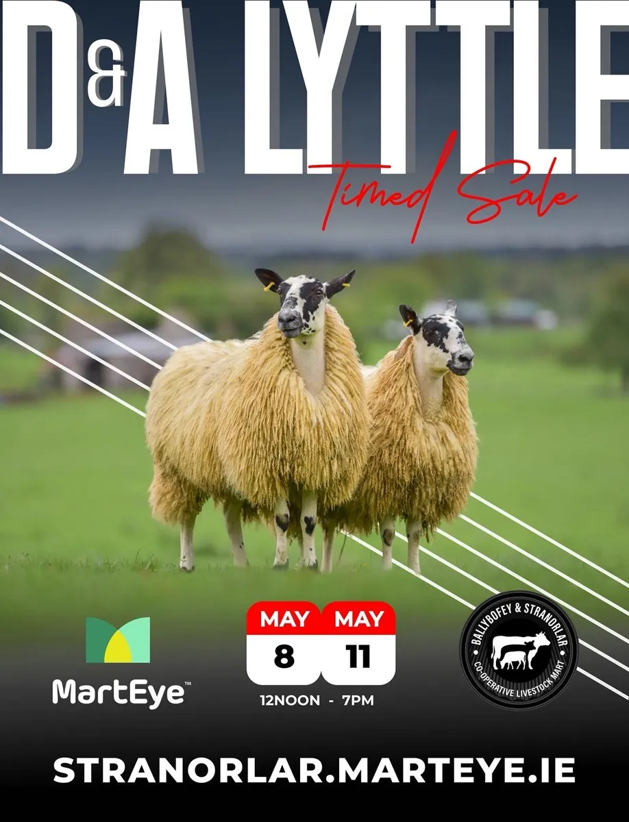 Show Hoggets for sale - Image 1
