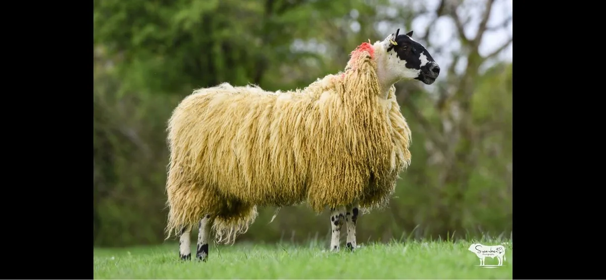 Show Hoggets for sale - Image 2