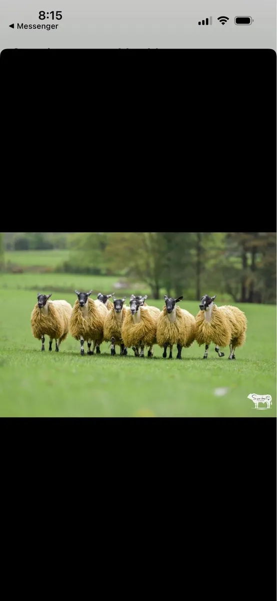 Show Hoggets for sale - Image 3