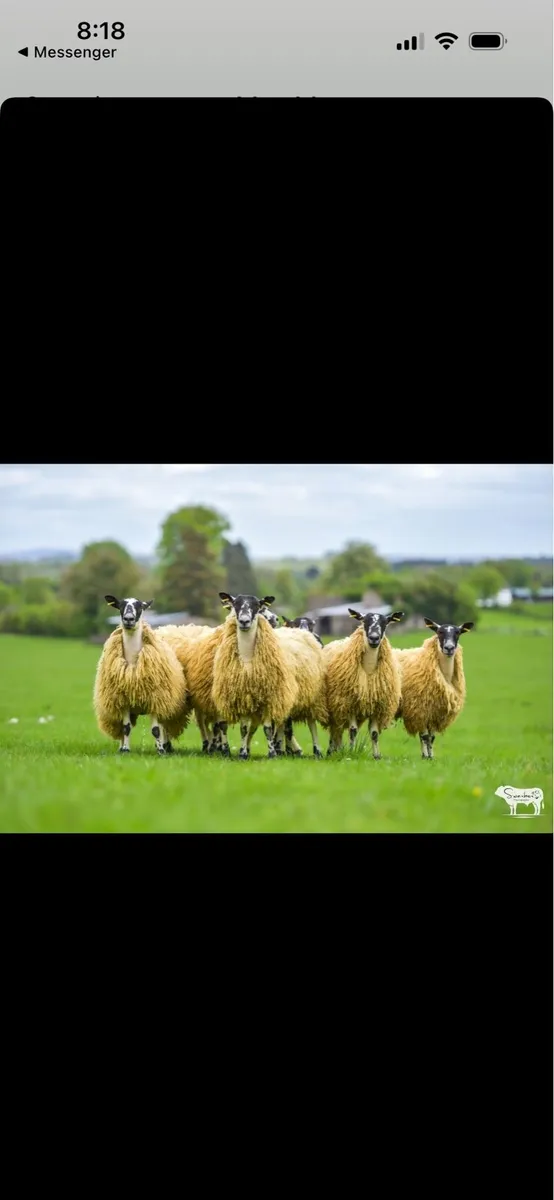 Show Hoggets for sale - Image 4