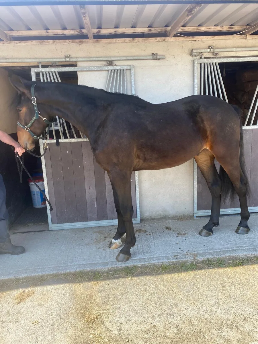Horse - Image 1