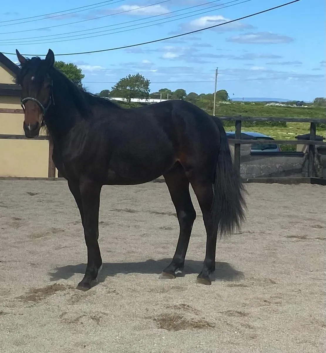 Horse - Image 2