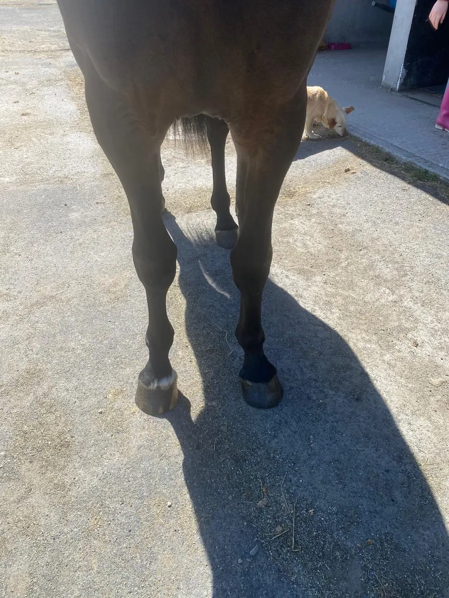 Horse - Image 3