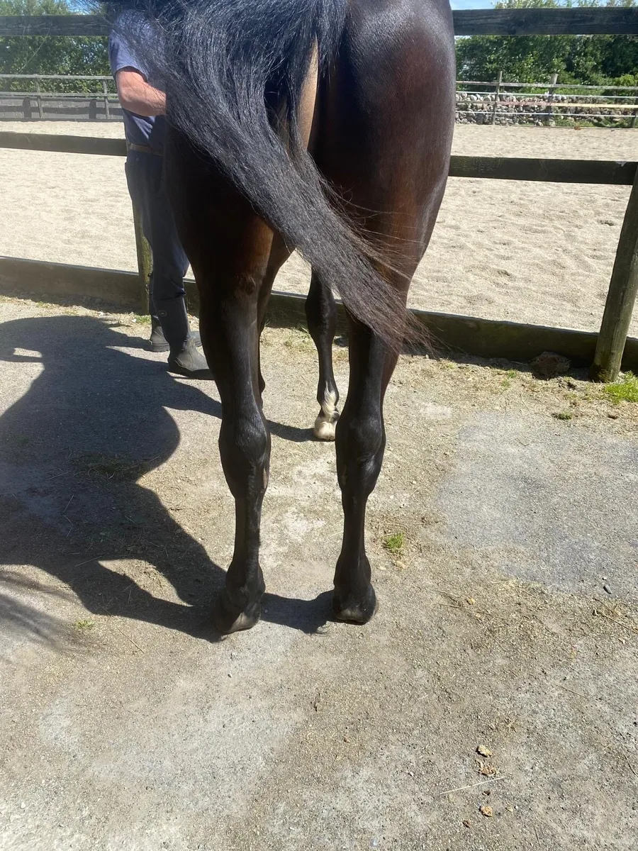 Horse - Image 4