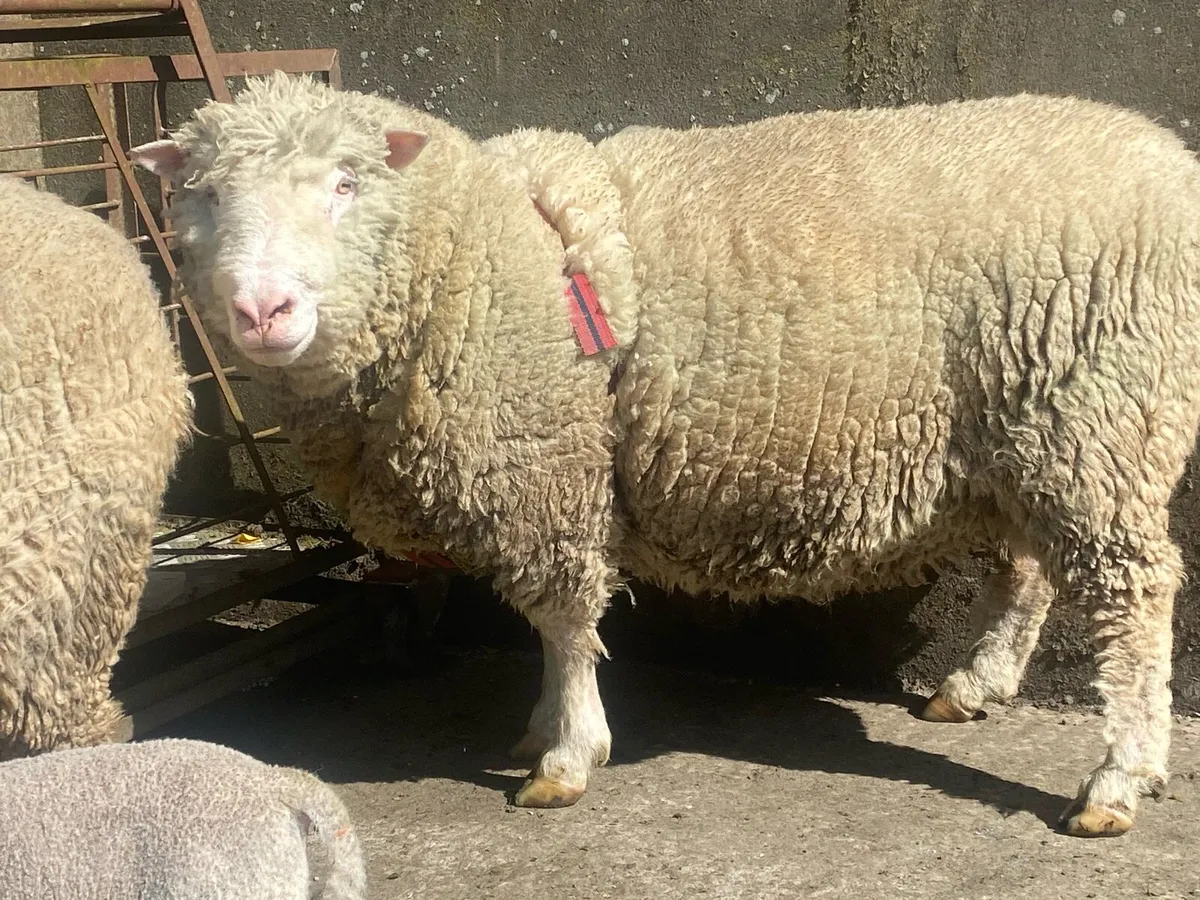 Dorset Pedigree Ram and Ewe Lambs - Image 1