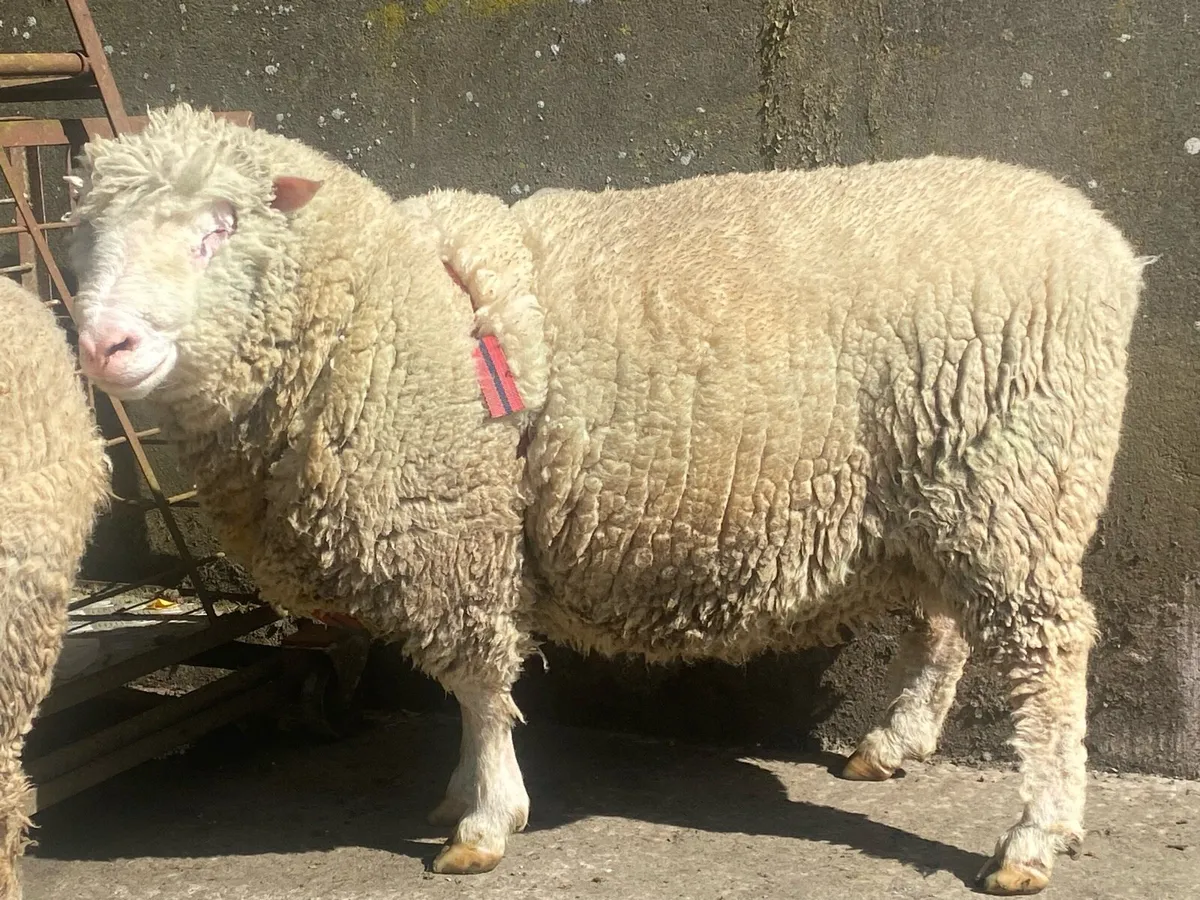 Dorset Pedigree Ram and Ewe Lambs - Image 2