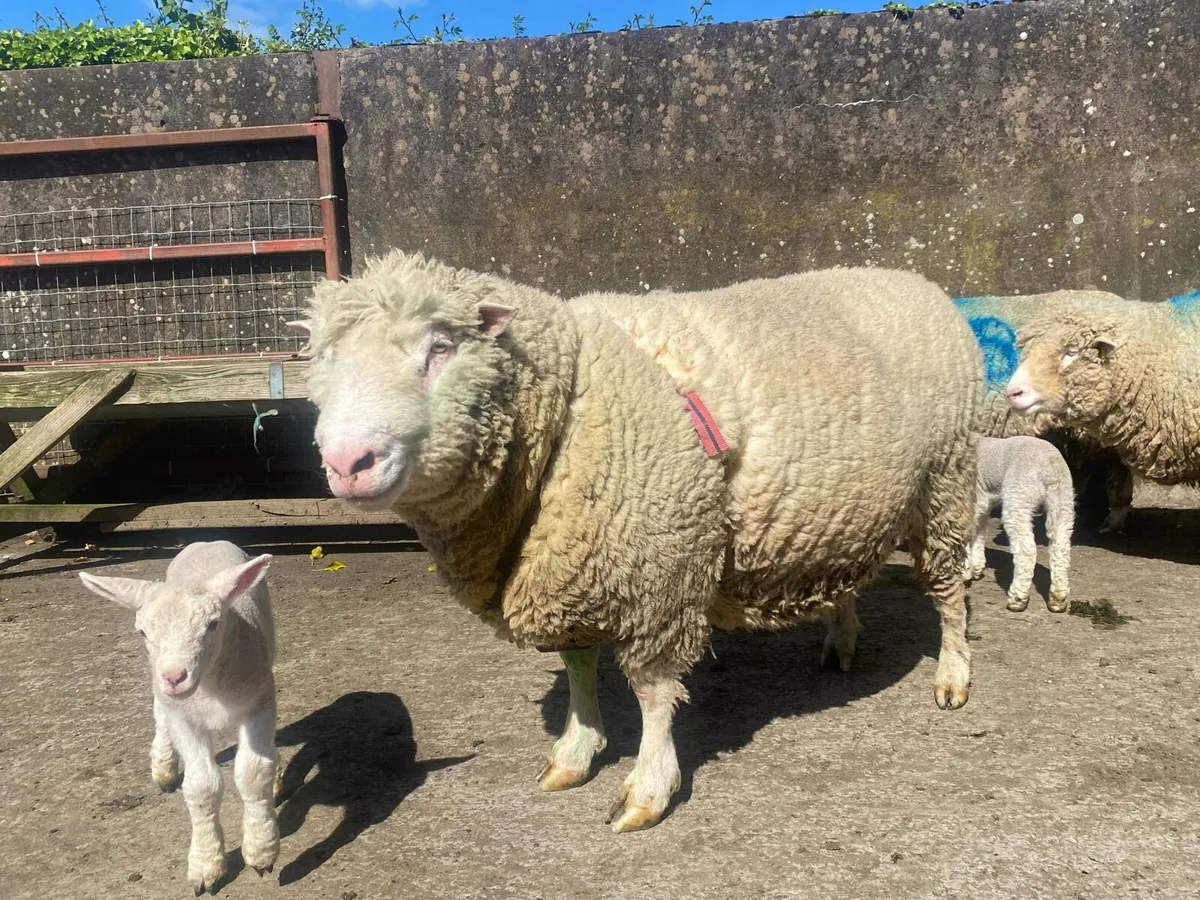 Dorset Pedigree Ram and Ewe Lambs - Image 3