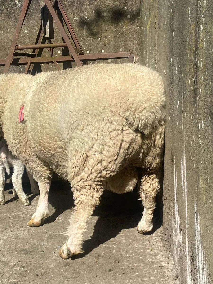 Dorset Pedigree Ram and Ewe Lambs - Image 4