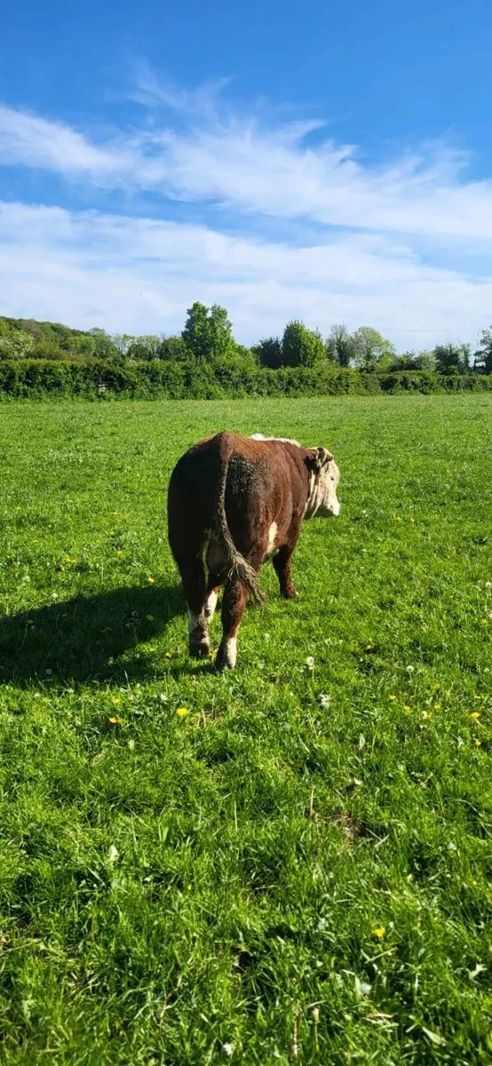 ⭐ 2 Very Strong Pedigree Hereford Bulls ⭐ - Image 2