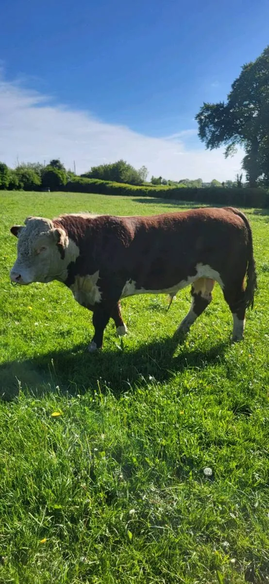 ⭐ 2 Very Strong Pedigree Hereford Bulls ⭐ - Image 3