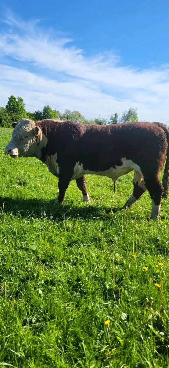 ⭐ 2 Very Strong Pedigree Hereford Bulls ⭐ - Image 4