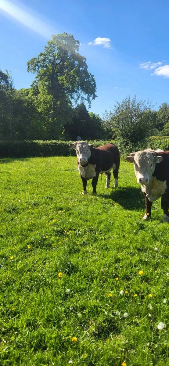 ⭐ 2 Very Strong Pedigree Hereford Bulls ⭐ - Image 1