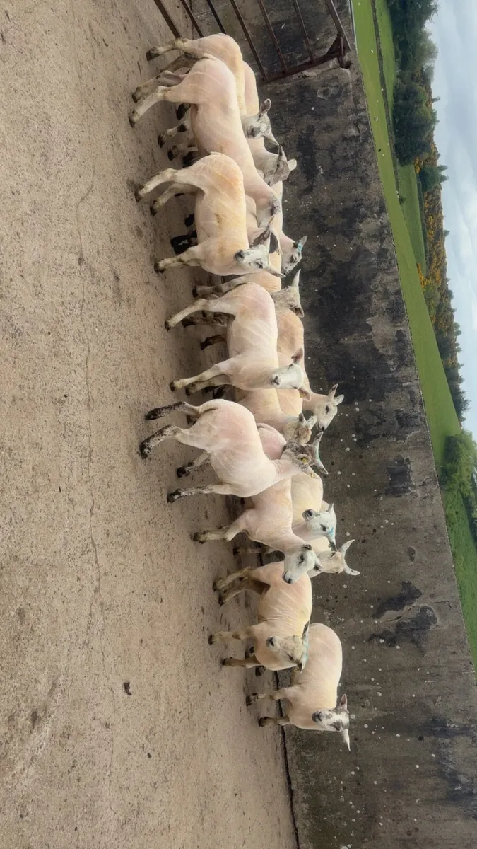 texel x ewe hoggets - Image 1