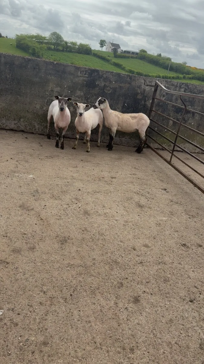 texel x ewe hoggets - Image 2