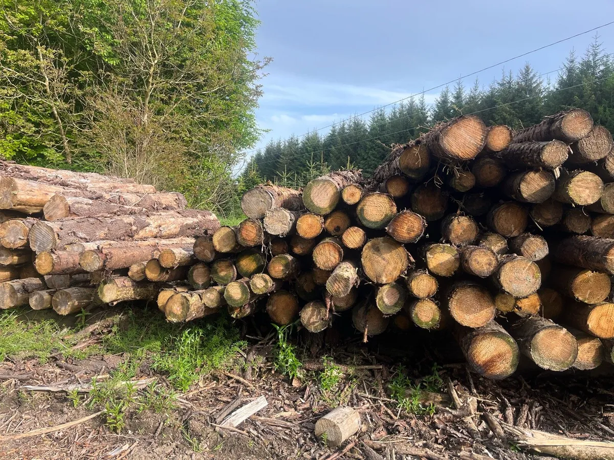 Firewood - Image 2