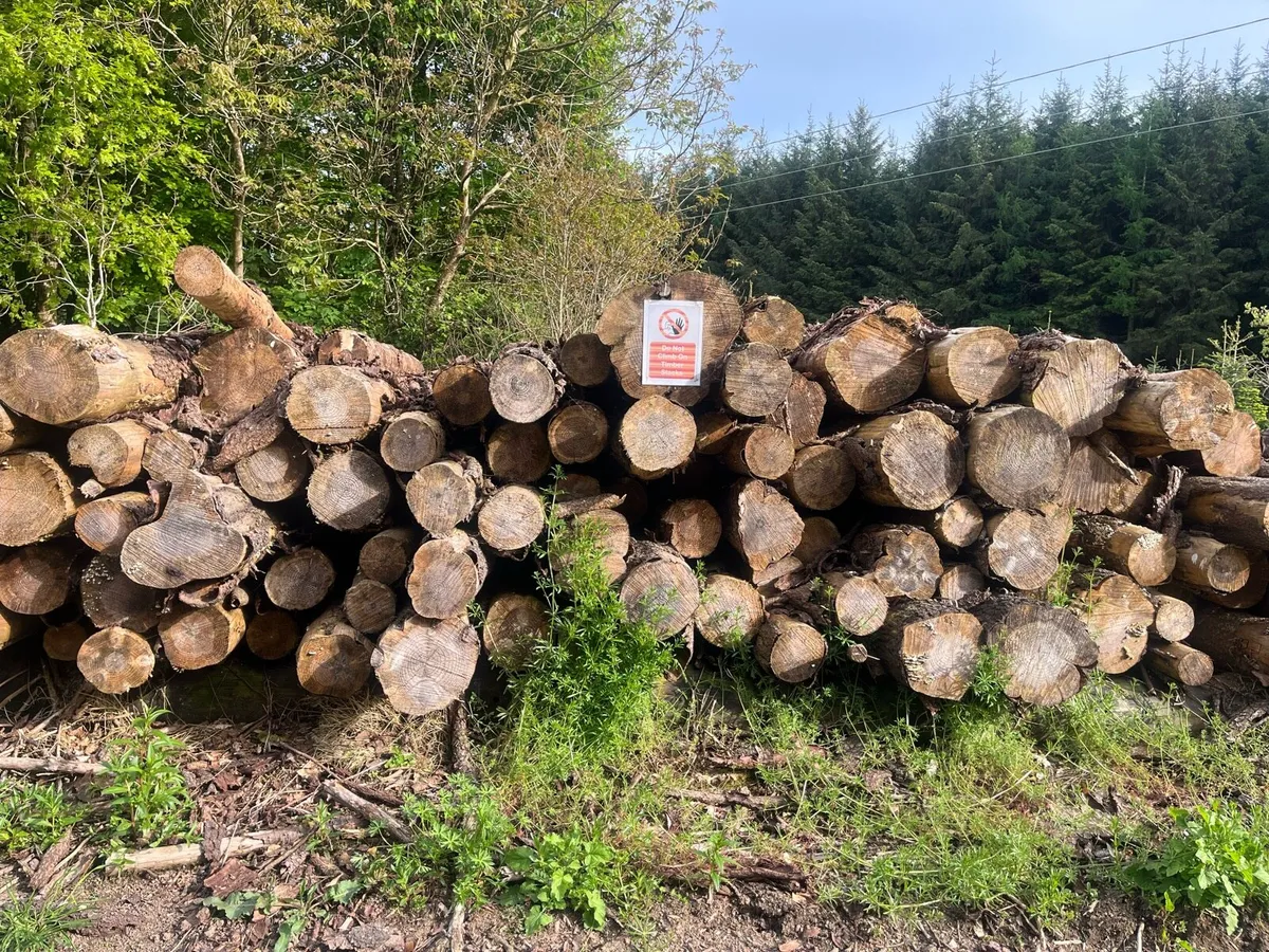 Firewood - Image 3