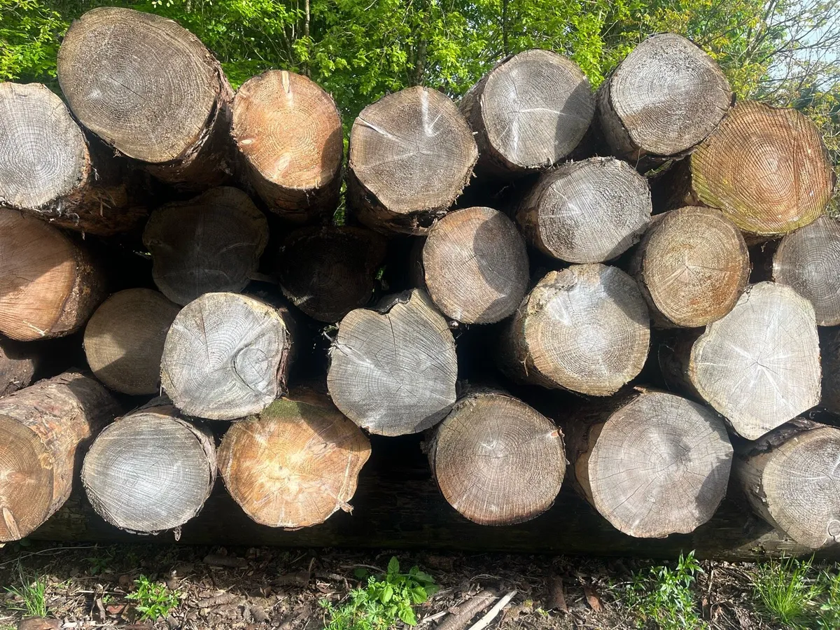 Firewood - Image 1