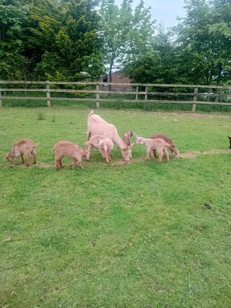 Goats - Image 2
