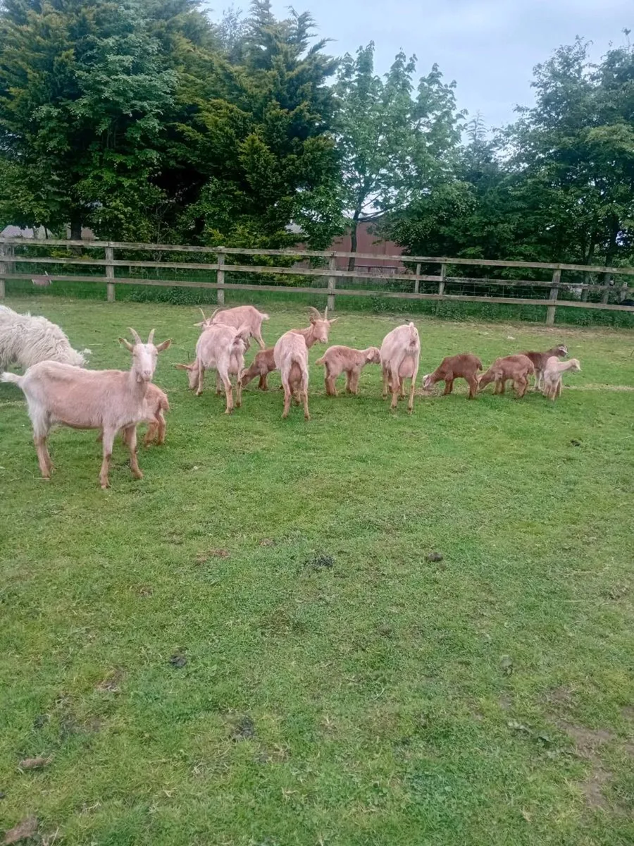 Goats - Image 3