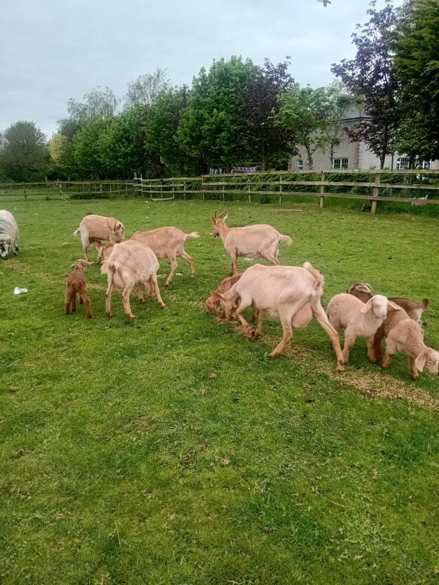 Goats - Image 1
