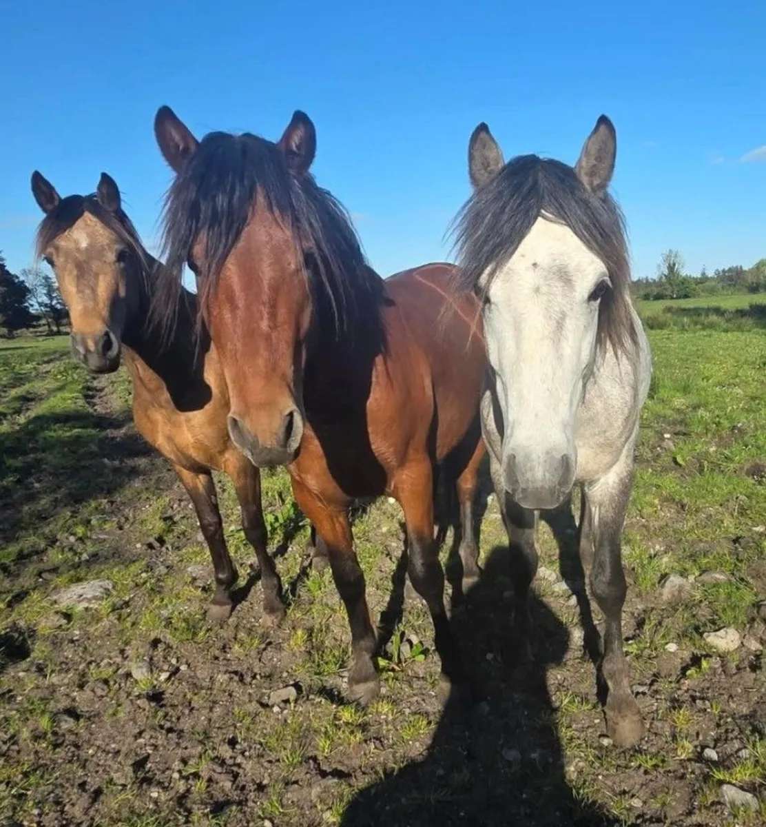Non reg Connemara cross colts - Image 1