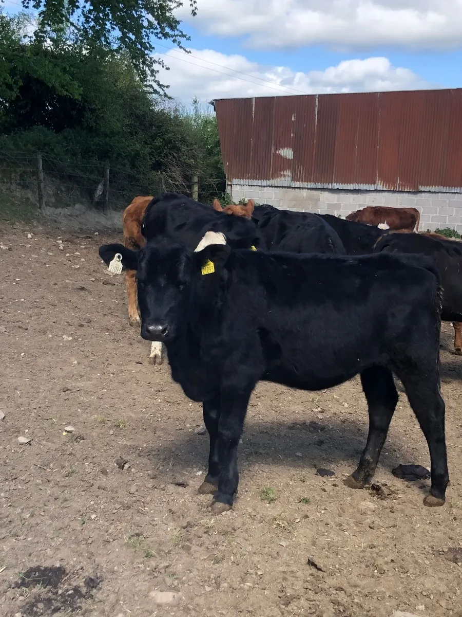 Grass heifers for sale - Image 3
