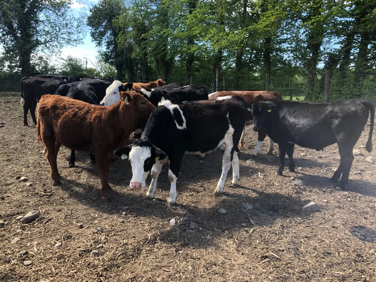 Grass heifers for sale - Image 4