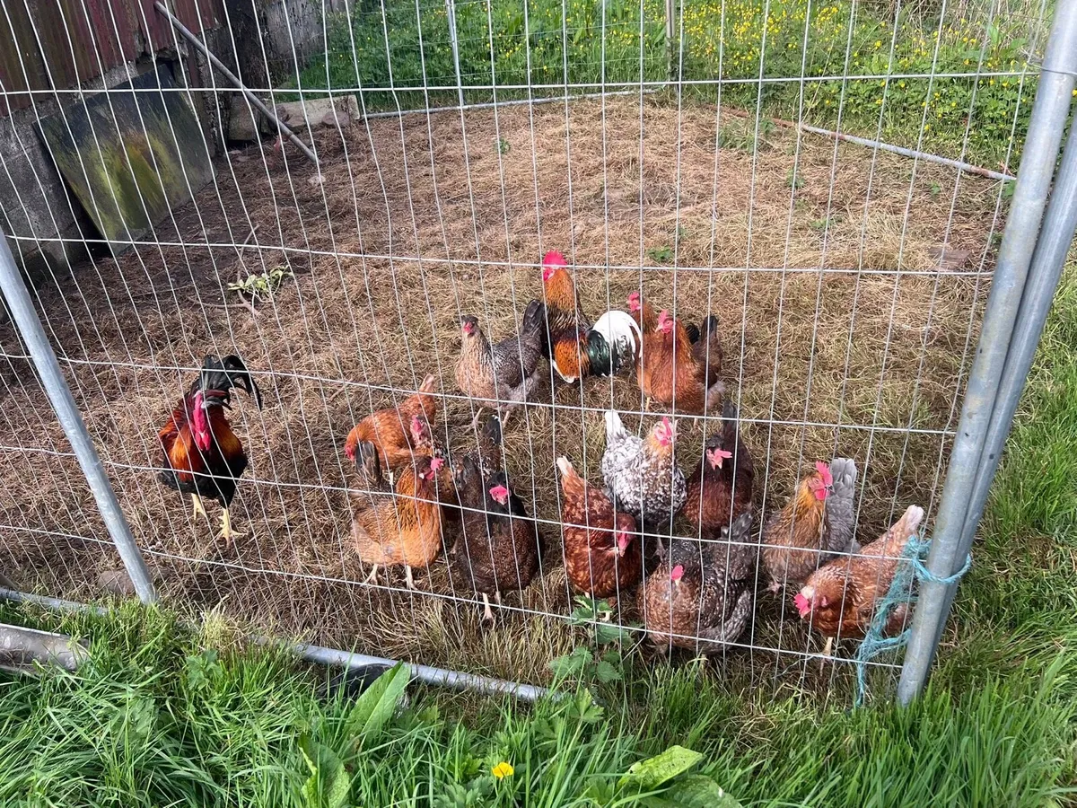 Hatching Eggs - Image 2