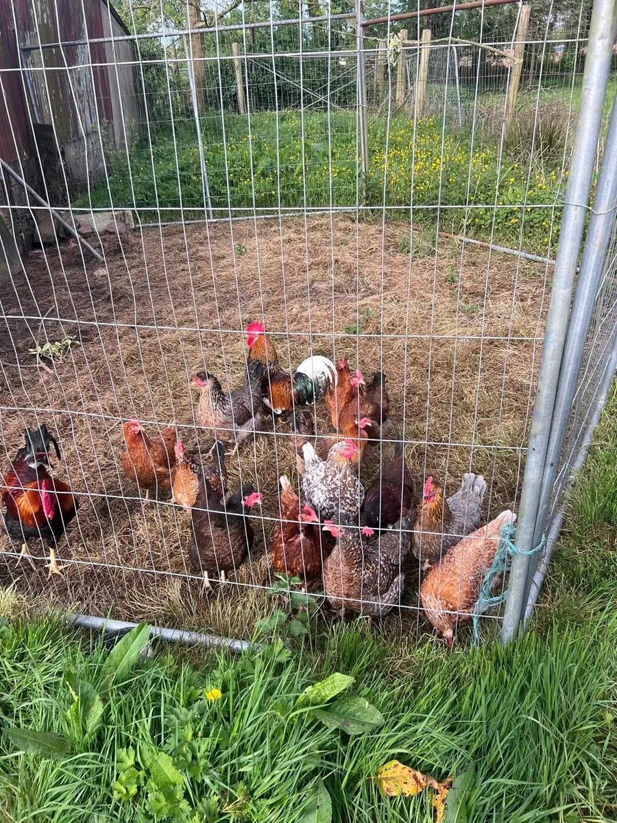 Hatching Eggs - Image 3