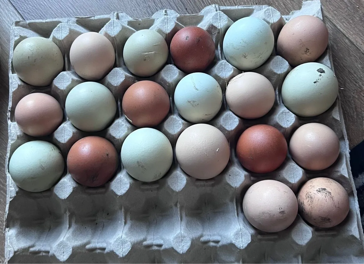 Hatching Eggs - Image 1
